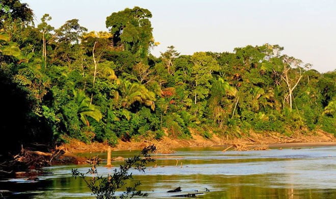 Carbon Portfolio bosque amazónico diariojuridico